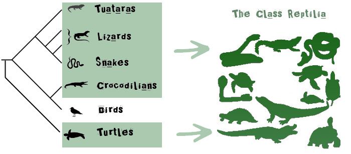 class reptilia characteristics