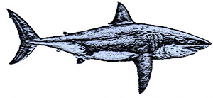 Great-White-Shark