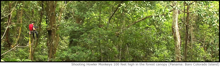 Howler Monkeys