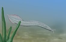The Cambrian Explosion - Untamed Science