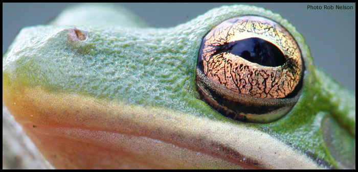 American-Green-tree-frog-eye2