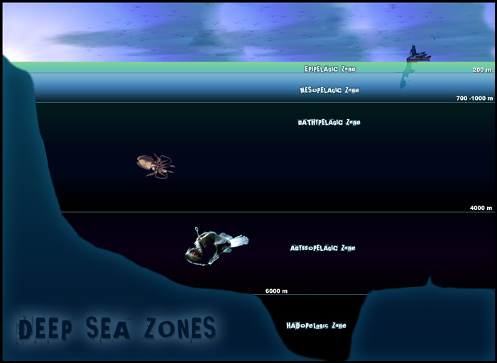 Deep Sea Biome - Untamed Science
