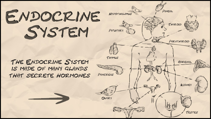 How to draw human endocrine system in easy steps for beginners :Control &  coordination:class10 - YouTube