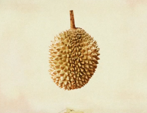 Durian - a fruit