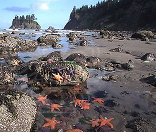 Intertidal Zone: Videos, Info and Lessons from Untamed Science