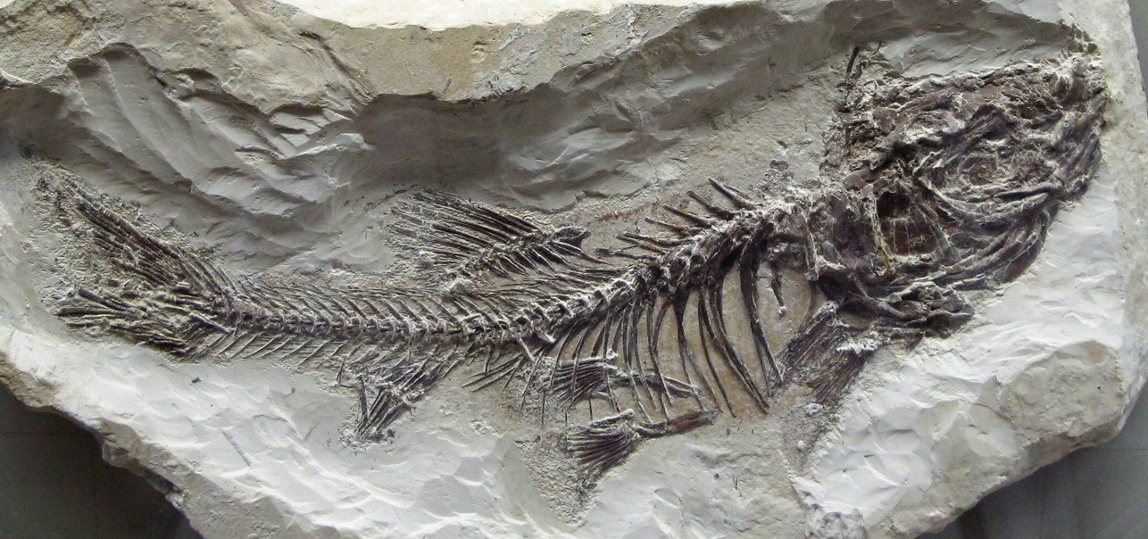 How to become a Fossil - Untamed Science