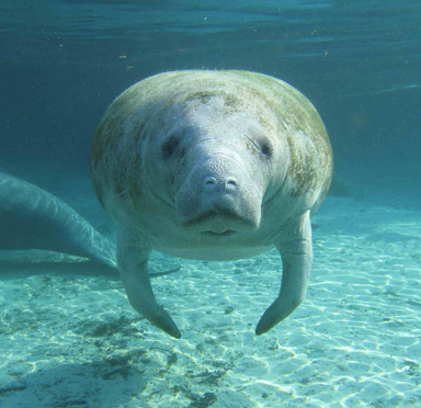 West Indian Manatee - Untamed Science