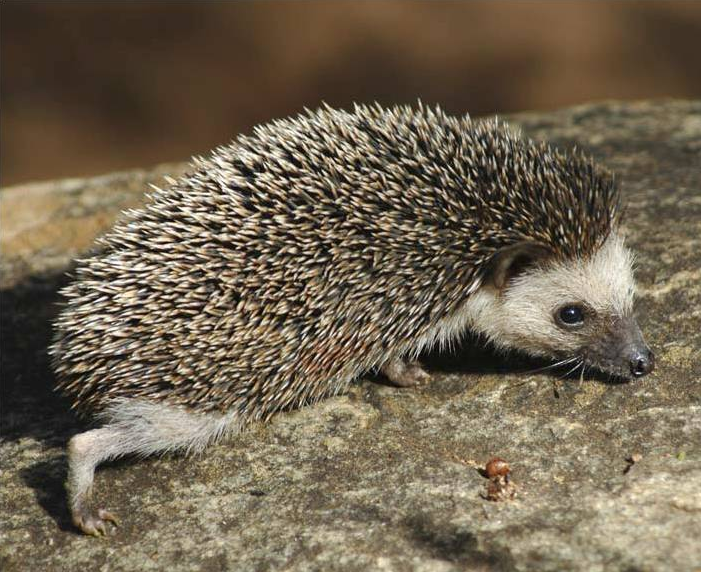 african pygmy hedgehog albino