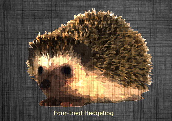 African Pygmy Hedgehog – Untamed Science