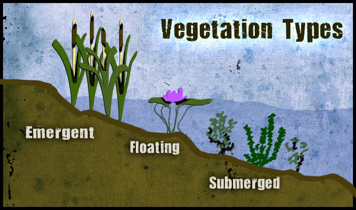 wetlands biome map