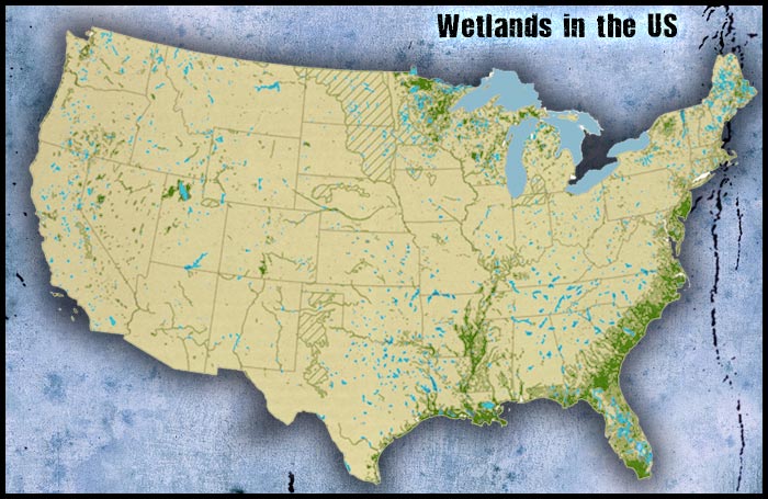 wetlands biome