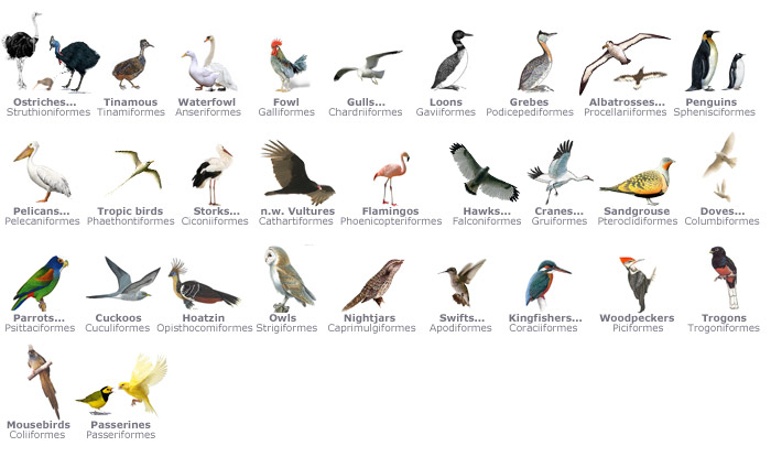 Class Aves: Learn about the Bird Families