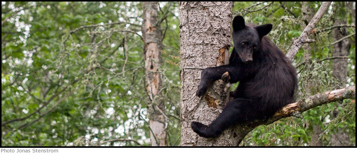 american black bear in taiga