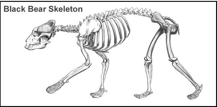 bear vs skeleton