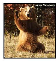 brown-bear-standing