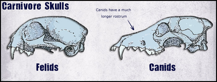 Canidae order hotsell