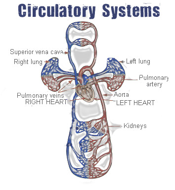 human circulatory system simple