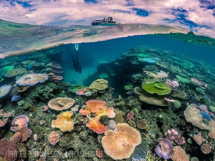 marine biome coral reef