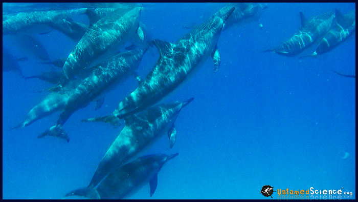 Baby Spinner Dolphin Nursing in Hawaii