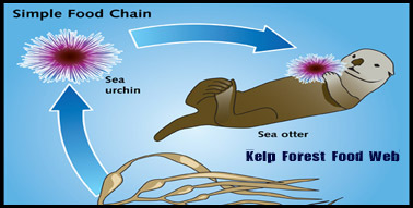 env-kelpforest