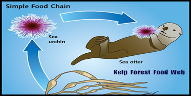 kelp forest food web