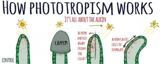 experiment that shows phototropism in plants