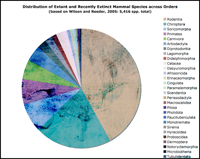 Order Mammalia - Untamed Science