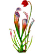 pitcher-plant