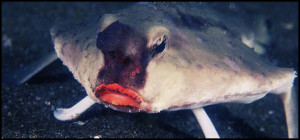 The Red lipped bat fish
