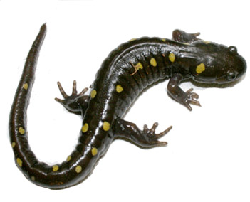 Salamander fish