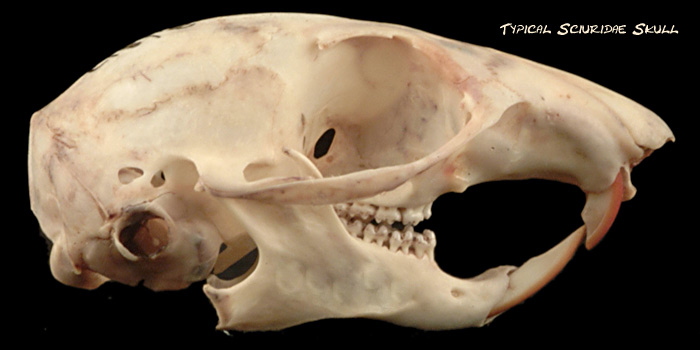 eastern fox squirrel skull