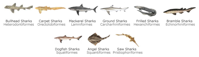 cartilaginous fishes examples