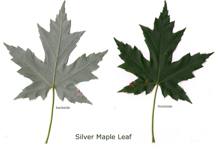 Silver Maple Tree Identification