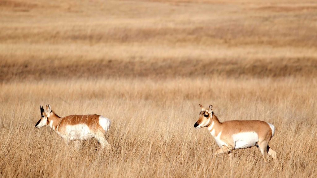 temperate-grasslands-temperate-grasslands