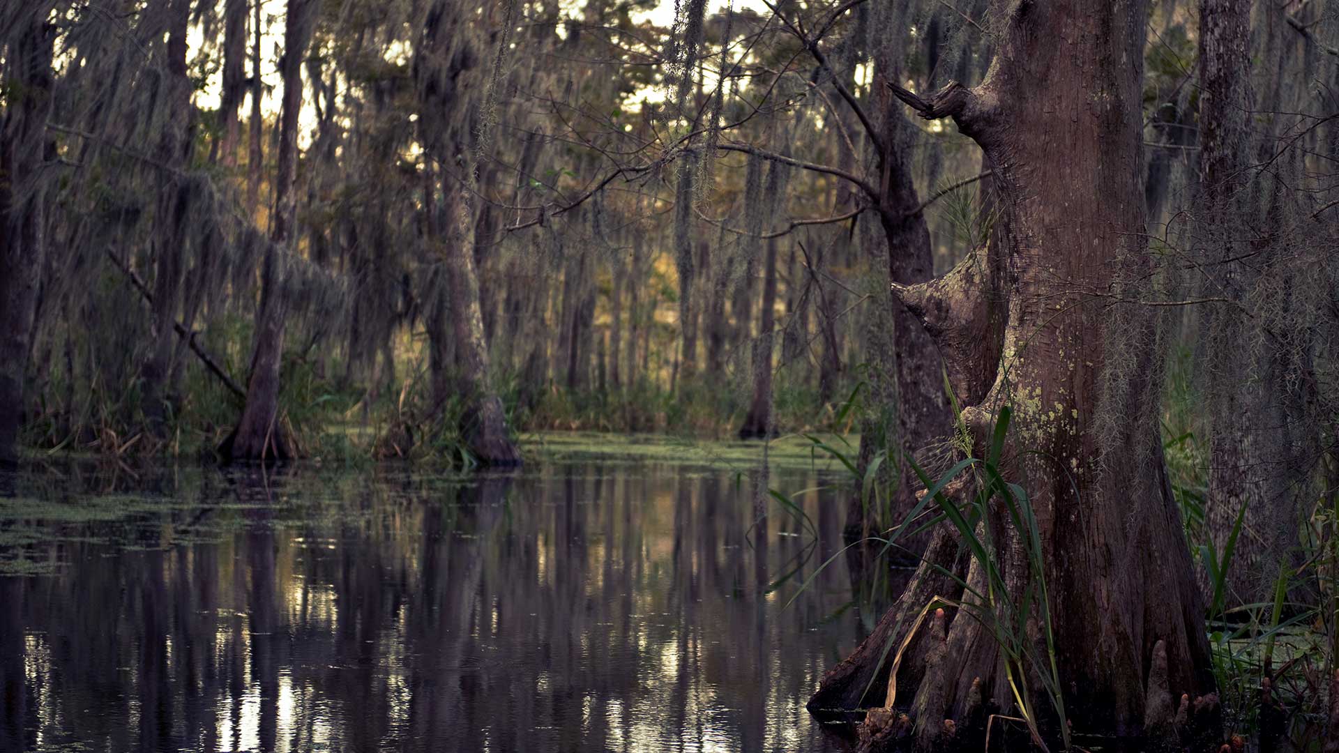 Фильмы про болота Луизианы