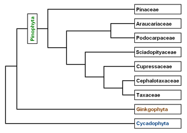 phylum coniferophyta