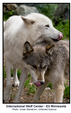 Family Canidae: Dogs, Wolves, Coyotes, Foxes, Jackals