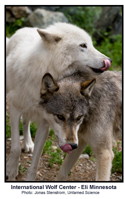 are wolves part of the canine family