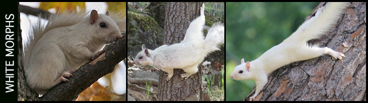 The White And Albino Squirrel Phenomenon New Us Maps