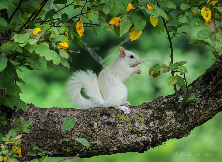 cute baby white squirrel