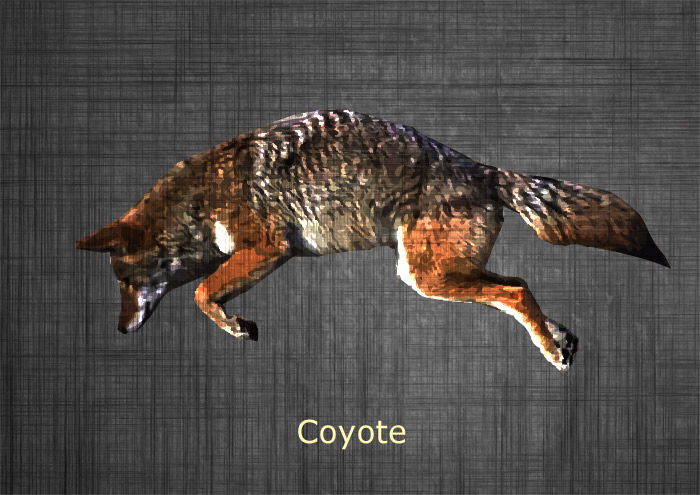 Coyote - Untamed Science