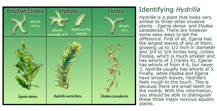 hydrilla-identification
