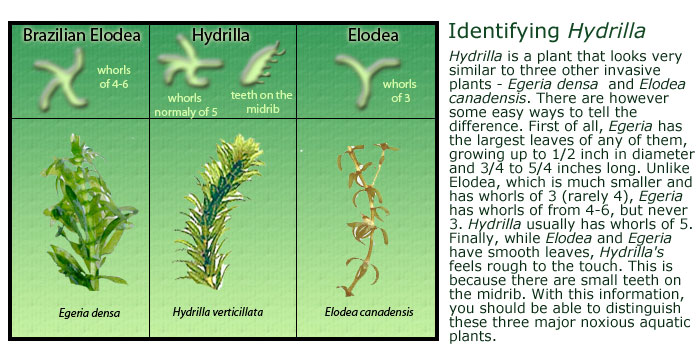 Hydrilla Untamed Science