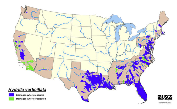 hydrilla verticillata map