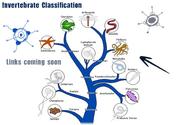 invertebrates animals names