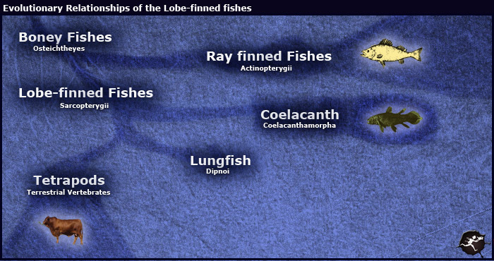 Classifying Fishes: Taxonomy