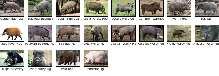 different types of pigs