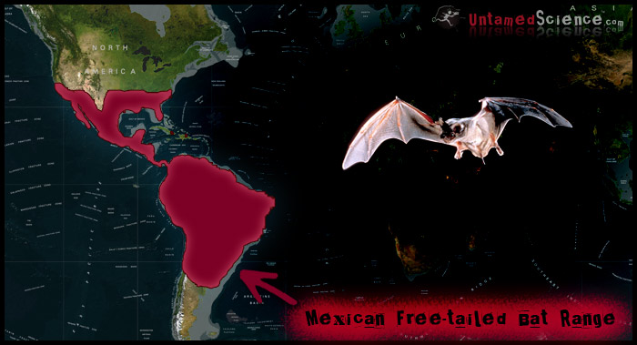 range-map-mexican-free-tailed-bat (1)