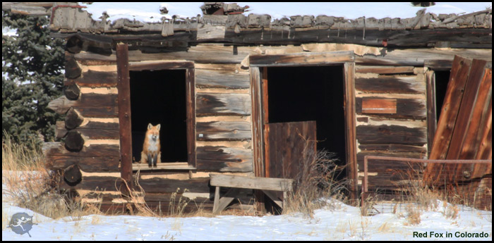 canidae family