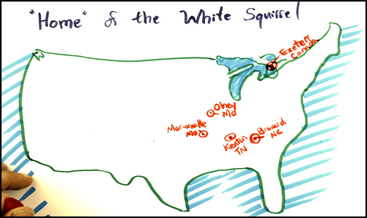 white-squirrel-towns